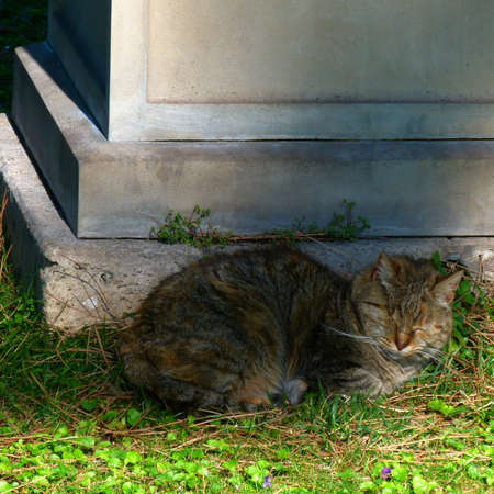 A tabby cat living in Rome on a cemetery. He is sleeping in front of a tombstone. He has some red color between the stripes. A mixed breedの写真素材