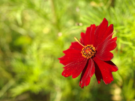 Scarlet cosmos flower on a light green background. Red Cosmos bipinnatus, garden cosmos or Mexican asterの写真素材