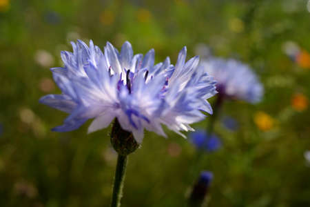 Light blue cornflower in a flower meadow. Blue-white flowersの写真素材