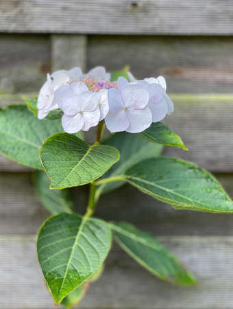 A white Hydrangea aspera growing through a wooden garden fence