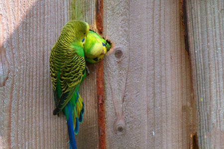 A male budgie is brushing the feathers of his partner, who is looking out of the hole of their nest. He is hanging on the wall of their home.の写真素材