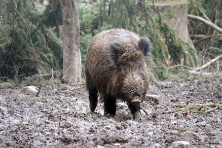 A female wild boar with conifers in the background walking in the dirt