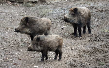 Three female wild boars are standing in the mud. Their attention is caught by something happening at the left. They are part of a sounder.の写真素材