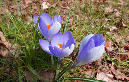 Three pastel colored blue-lilac crocuses
