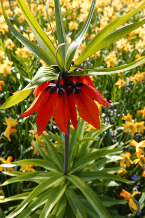 Orange Fritillaria imperialis flowers. Common names of this plant are crown imperial, imperial fritillary or Kaiser's crown. In the background are blurred yellow daffodils.の写真素材