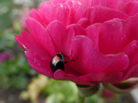 The beetle is a black and orange colored harmonia axyridis (harlequin, multicolored Asian, or Asian...