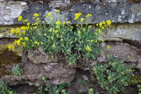 Survival of the fittest. Yellow alyssum starting to bloom in an old garden wallの写真素材