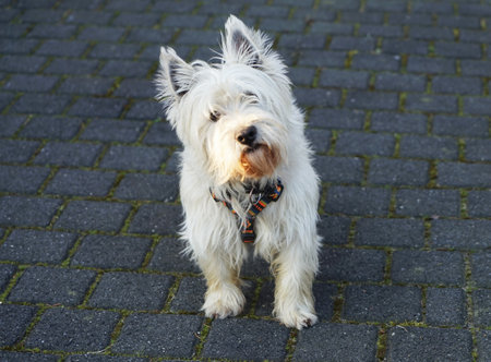 A white scottish terrier against a dark gray background. He is looking curious in the camera. West Highland White Terriers. westieの写真素材