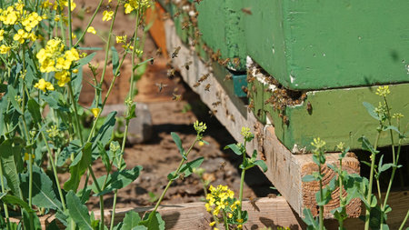 Green beehives next to a rapeseed (Brassica napus) field. The bees are busy collecting honey. Lakes...