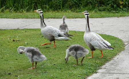 Family goose: father, mother and three goslings. The youngsters are distracted from the walking task. These are bar-headed geese. They come originally from India.の写真素材