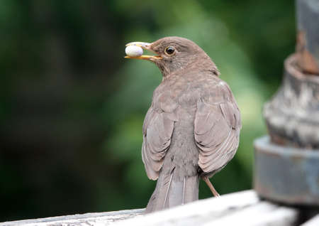 This young blackbird has found something nice to eat. It looks like a cocoon. The background is dark...