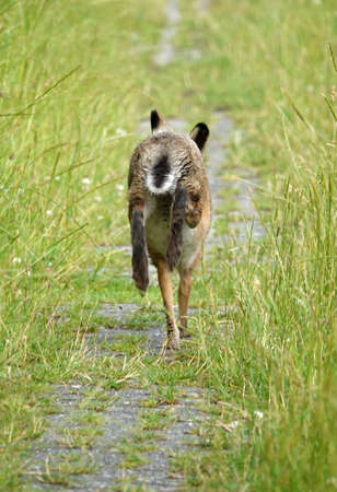 A European hare running away when he discovered he was not alone on the footpath.