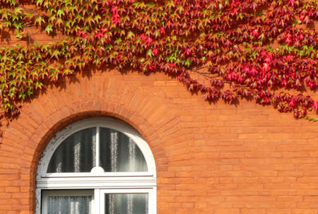 Parthenocissus tricuspidata or Japanese creeper turning red in August. The plant is growing against...