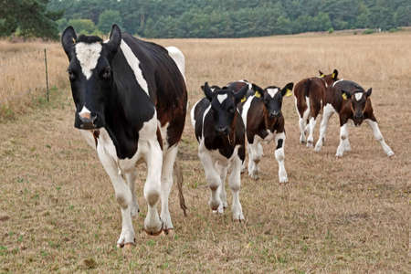 A running Holstein-Frisian cow. A lot of calves are behind here. In this meadow the calves are...