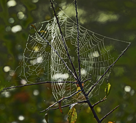 a beautiful cobweb in the middle of nature with drops of dew on a foggy morningの写真素材