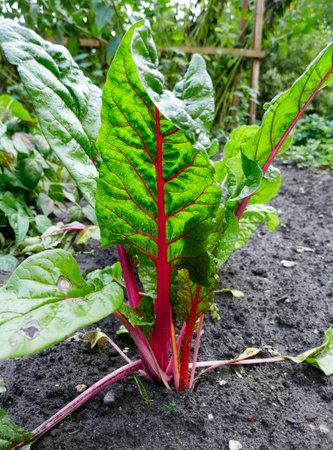 Close-up of leaf of a beet root plant. Fresh green-red leaves of beet root seedling in a vegetable...