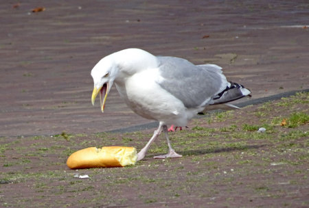 European herring gull, who fanatically defends his great treasure, helped a baguette.の写真素材