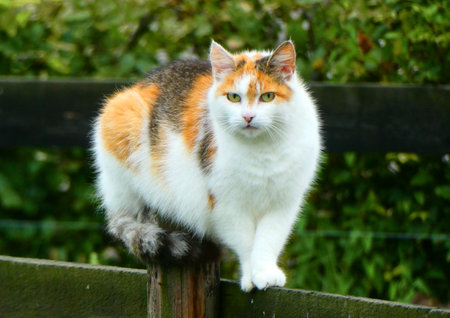 Calico cat with yellow eyes sitting on a fence. Cats with this kind of fur are mostly femaleの写真素材