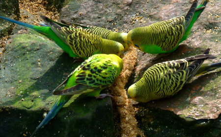 Green-yellow budgies eat and enjoy a millet spray