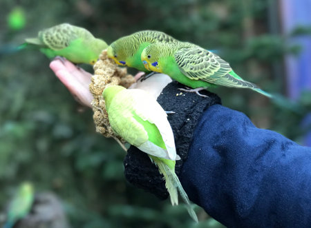 The arm and hand of a woman feeding budgerigars with a spray milletの写真素材