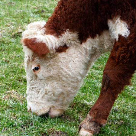 Portrait of a red-white Hereford cow grazing. Location: Hardenberg, Netherlands