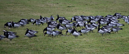 The barnacle goose (Branta leucopsis) is a species of goose that belongs to the genus Branta of black geese. These geese hibernate in East Frisia, Germany this yearの写真素材