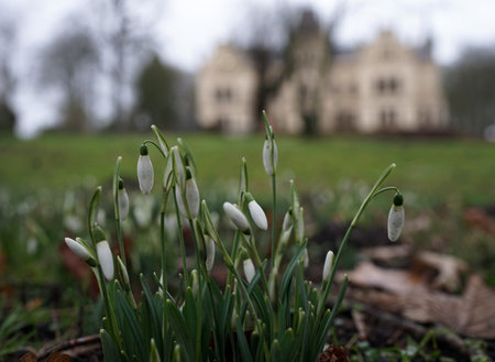 Snowdrops in an English style castle gardenの写真素材