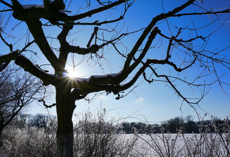 Leafless fruit tree in winter. Sun rays produce lens flare. The landscape is covered with snowの写真素材