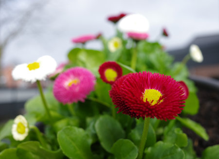 Mixture of cultivated English daisy plants with red, pink and white flowers. Focus in on the first flower. The others are blurred.の写真素材