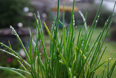 Raindrops on a chives plant. Blurred background