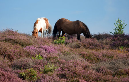 Wild Icelandic horses graze on the purple heath and thus manage the landscape in the Veluwezoom National Parkの写真素材