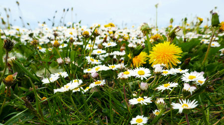 Meadow with many wildflowers and a light blue sky. The flowers are daisies and a dandelionの写真素材