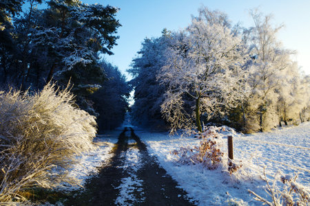 A dirt road covered with snow. It's running into the woodsの写真素材