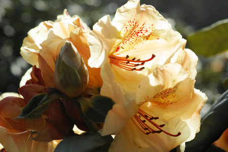Extreme closeup of a backlit yellow Rhododendron flowerの写真素材