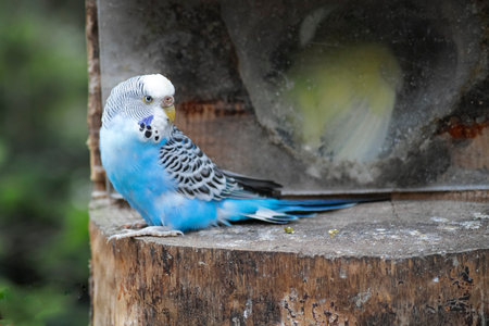 A blue female budgie sits in front of a half open budgie nest with a yellow bird in it