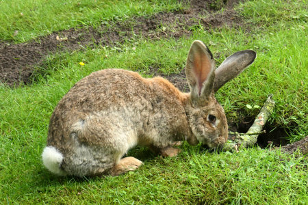 German giant rabbit eating grass beside a rabbit hole. They are related to the Flemish giant rabbit.