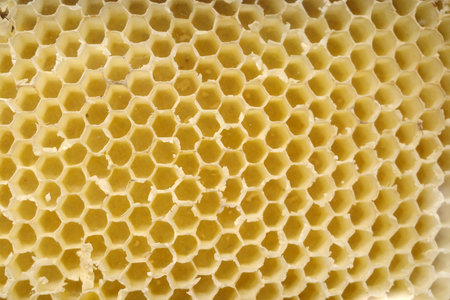 Detail of an unsealed honeycomb
