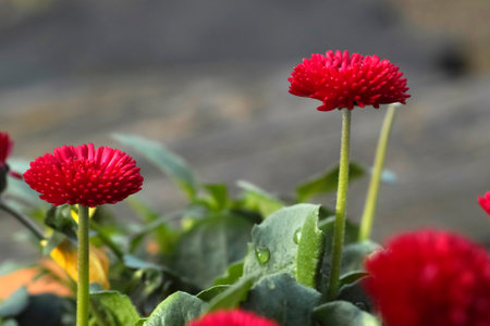Red bellis perennis Pomponette, a horticultural variant of the common daisyの写真素材