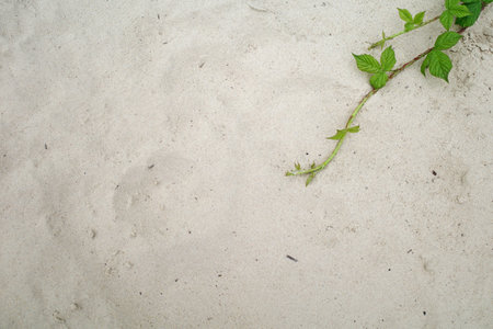White sand over which branches of a blackberry bush crawlの写真素材