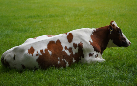 Red-white Holstein Friesian cow lies in the grass