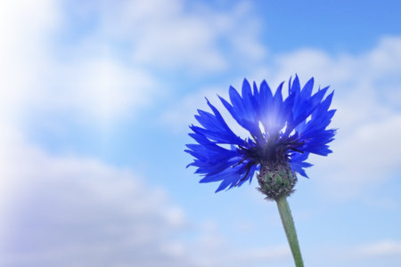 One blue cornflower against a blue sky with cloudsの写真素材