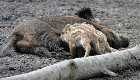 Female wild boar lies on the ground and feeds her babies. A few boarlets.の写真素材