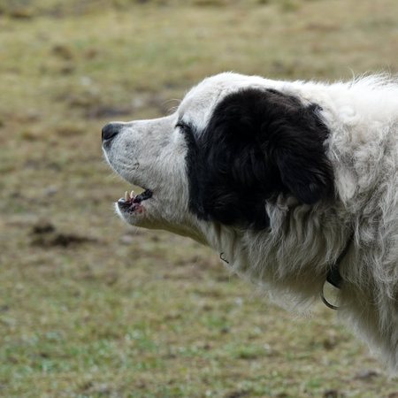 Barking MastÃ­n del Pirineo or Pyrenean Mastiff. He is kept to watch over a sheep herd.