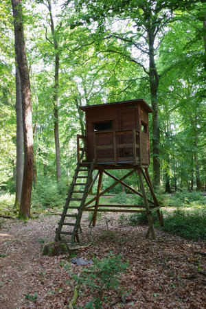 A hunter's seat in the woods surrounded by trees in summer. Lakes in a German forestの写真素材