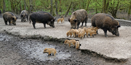 A group of wild boars is eating. They are females with their young. One of the little ones is standing in the mud. It just had a serious admonition from momの写真素材