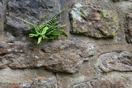 A small fern grows from the crevice of an old stone wall demonstrating nature's adaptability. The wall is made of irregularly shaped stones with patches of moss.の写真素材