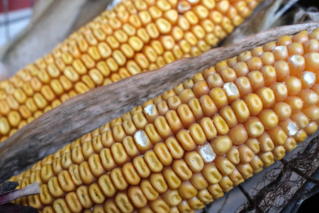 Two dried corn cobs as decoration. The kernels show some signs of aging, with a few missing or partly deteriorated. The corn cobs are partially enclosed in brown, dry husks.の写真素材