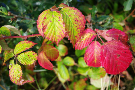 Blackberry leaves (Rubus fruticosus) display vibrant autumn colors, transitioning from green to red...