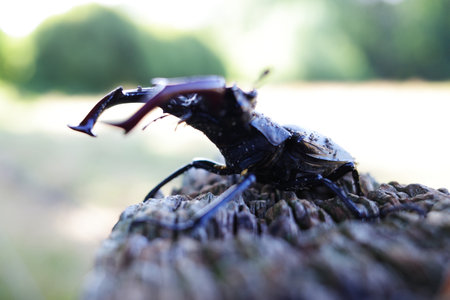 European stag beetle (Lucanus cervus) on a textured, weathered tree stump. Its large, distinctive...