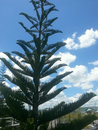 The tree with beauty cloudsの素材